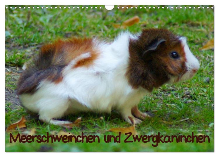 Produktbild: Meerschweinchen und Zwergkaninchen (Wandkalender 2026 DIN A3 quer), CALVENDO Monatskalender