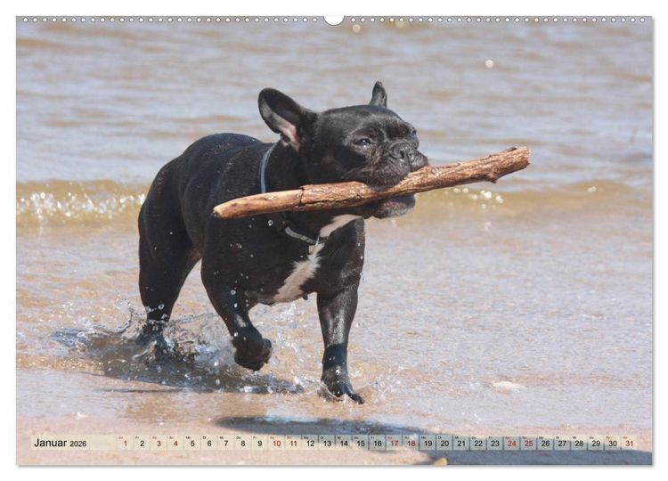 Produktbild: Bulldoggen - Englische und Franz&ouml;sische Bulldoggen (hochwertiger Premium Wandkalender 2026 DIN A2 quer), Kunstdruck in Hochglanz