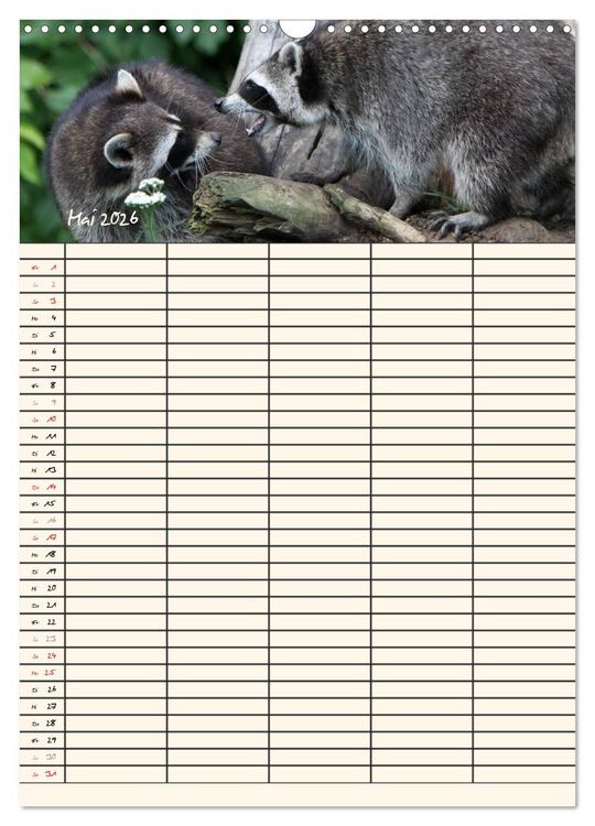 Produktbild: Waschb&auml;ren Familienplaner (Wandkalender 2026 DIN A3 hoch), CALVENDO Monatskalender