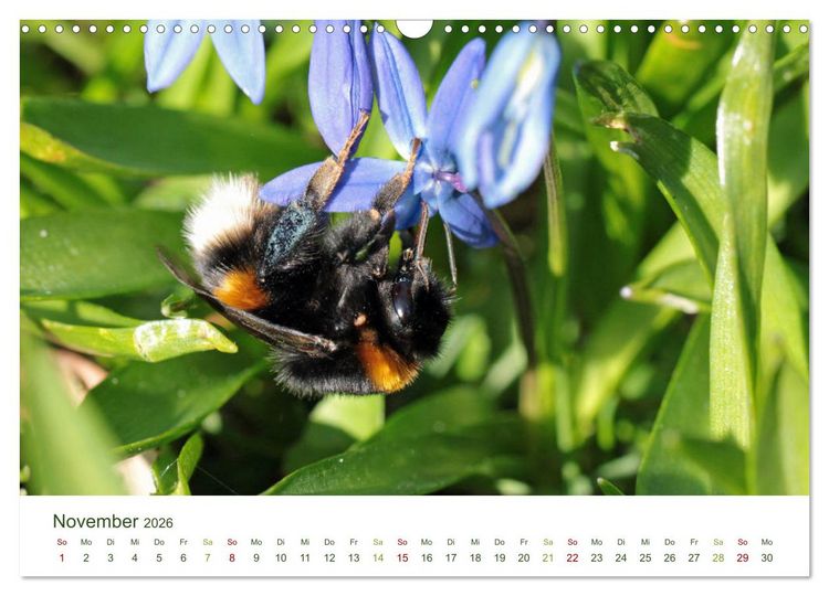 Produktbild: Wildbienen im Garten (Wandkalender 2026 DIN A3 quer), CALVENDO Monatskalender