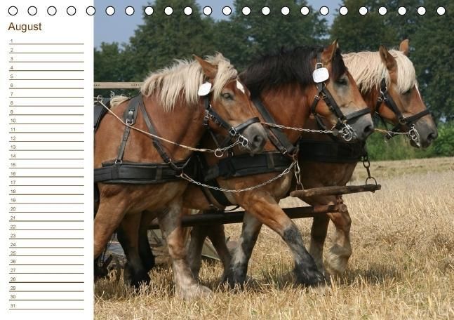 Produktbild: Der Pferde-Geburtstagskalender (Tischkalender immerw&auml;hrend DIN A5 quer)
