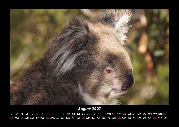 Produktbild: Koala 2027 Fotokalender DIN A3