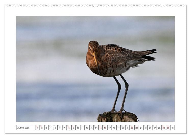 Produktbild: Die bedrohten Uferschnepfen (hochwertiger Premium Wandkalender 2026 DIN A2 quer), Kunstdruck in Hochglanz