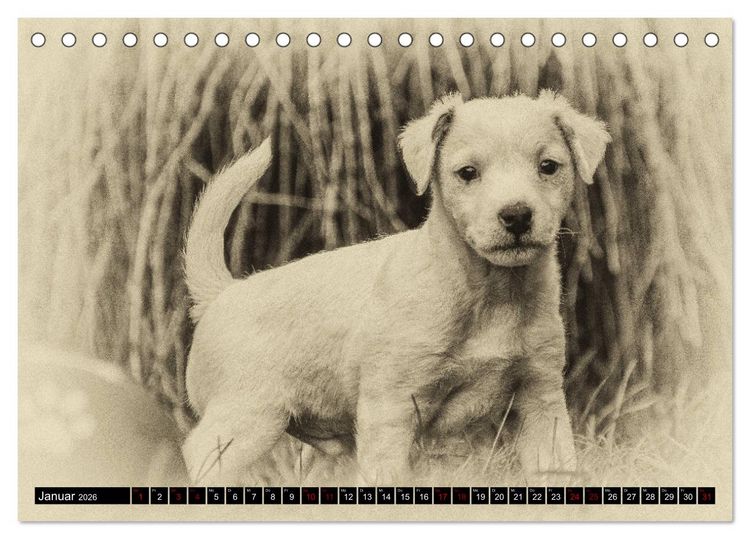 Produktbild: Parson Jack Russel Welpen (Tischkalender 2026 DIN A5 quer), CALVENDO Monatskalender