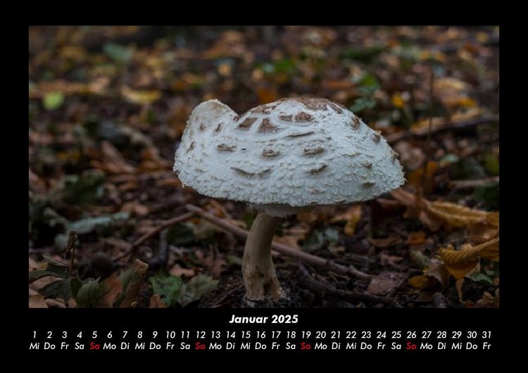 Produktbild: Pilzkalender 2025 Fotokalender DIN A3