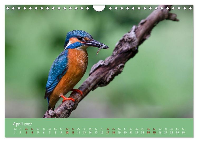 Produktbild: Alcedo atthis. Der Eisvogel (Wandkalender 2027 DIN A4 quer), CALVENDO Monatskalender