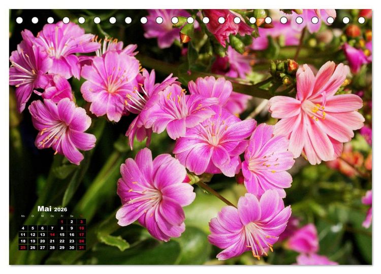 Produktbild: Lewisia, das Porzellanr&ouml;schen (Tischkalender 2026 DIN A5 quer), CALVENDO Monatskalender