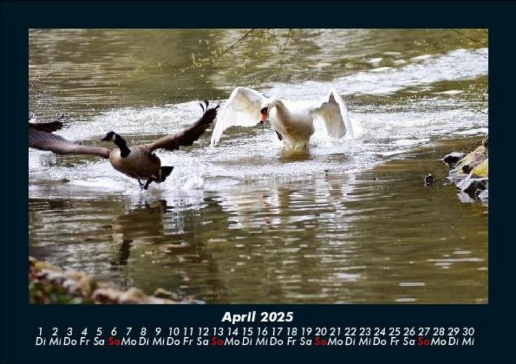 Produktbild: Enten 2025 Fotokalender DIN A5