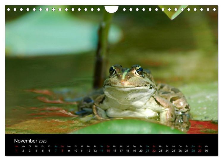 Produktbild: FROSCHBUCH (Wandkalender 2026 DIN A4 quer), CALVENDO Monatskalender