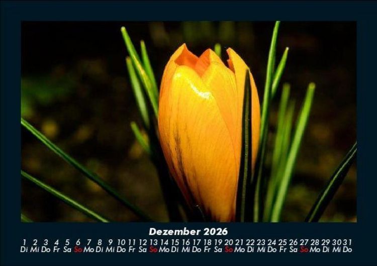 Produktbild: Blumentr&auml;ume 2026 Fotokalender DIN A5