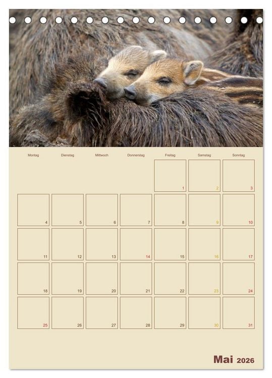 Produktbild: Wildschweine (Tischkalender 2026 DIN A5 hoch), CALVENDO Monatskalender