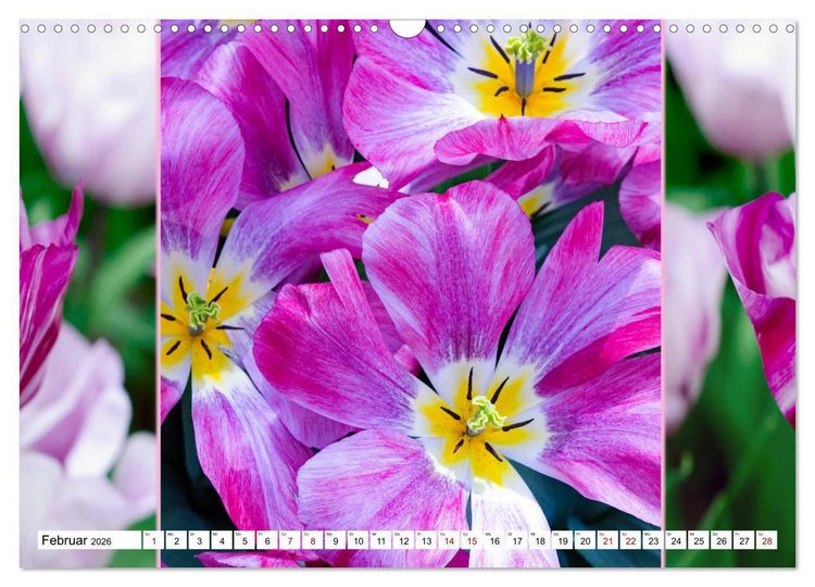 Produktbild: Tulpen - kunterbunte Collagen (Wandkalender 2026 DIN A3 quer), CALVENDO Monatskalender