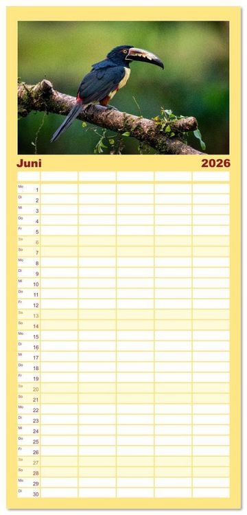 Produktbild: Familienplaner 2026 - Phantastische Vogelwelt Costa Rica mit 5 Spalten (Wandkalender, 21 x 45 cm) CALVENDO