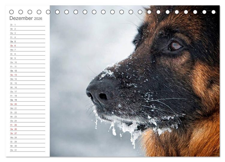 Produktbild: Deutsche Sch&auml;ferhunde Seelentr&ouml;ster (Tischkalender 2026 DIN A5 quer), CALVENDO Monatskalender