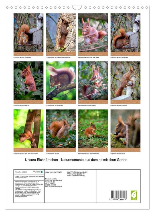 Produktbild: Unsere Eichh&ouml;rnchen - Naturmomente aus dem heimischen Garten (Wandkalender 2027 DIN A3 hoch), CALVENDO Monatskalender
