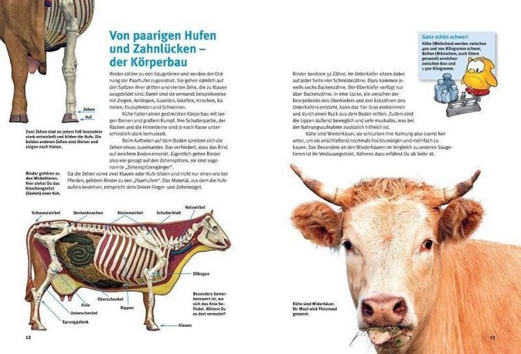Produktbild: Entdecke die K&uuml;he