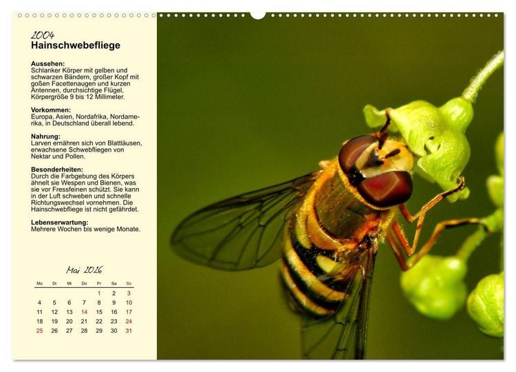 Produktbild: Insekt des Jahres (Wandkalender 2026 DIN A2 quer), CALVENDO Monatskalender