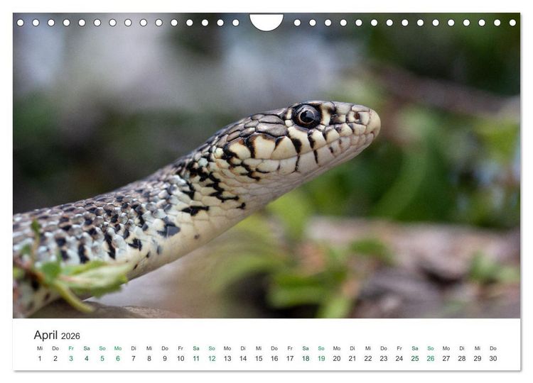 Produktbild: Schlangen - Portraits europ&auml;ischer Arten (Wandkalender 2026 DIN A4 quer), CALVENDO Monatskalender