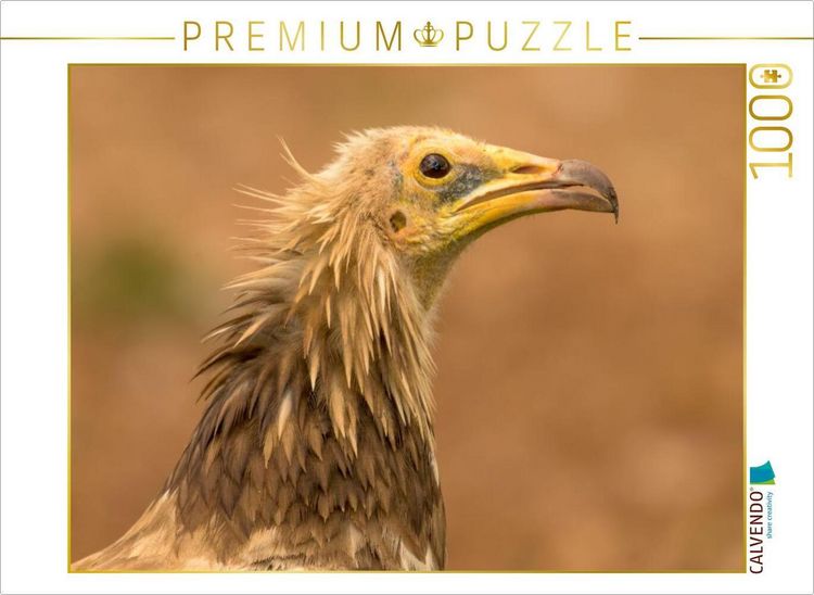 Produktbild: CALVENDO Puzzle &Auml;gyptischer Geier im Portr&auml;t | 1000 Teile Lege-Gr&ouml;&szlig;e 64x48cm Foto-Puzzle f&uuml;r gl&uuml;ckliche Stunden