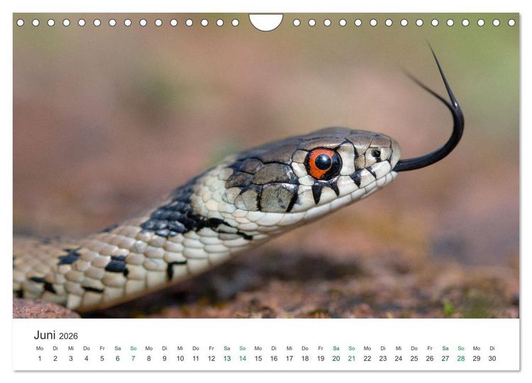 Produktbild: Schlangen - Portraits europ&auml;ischer Arten (Wandkalender 2026 DIN A4 quer), CALVENDO Monatskalender
