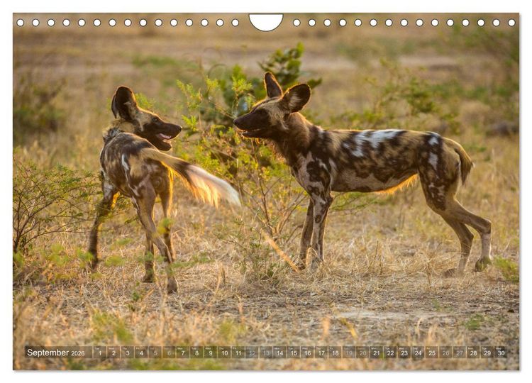 Produktbild: Zambia (Wall Calendar 2026 DIN A4 landscape), CALVENDO 12 Month Wall Calendar