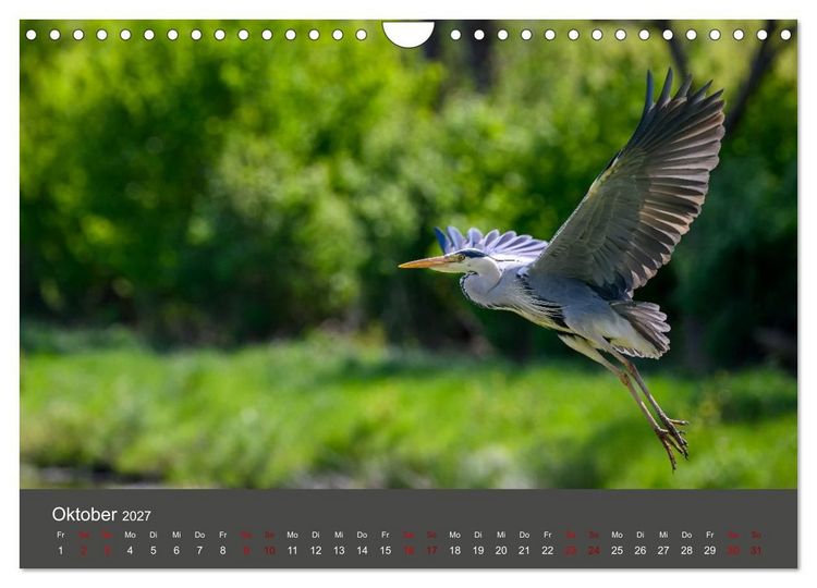 Produktbild: Reiher in der Elbmarsch (Wandkalender 2027 DIN A4 quer), CALVENDO Monatskalender