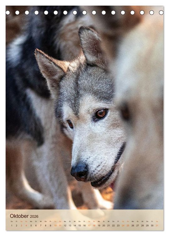 Produktbild: Im Husky-Rudel (Tischkalender 2026 DIN A5 hoch), CALVENDO Monatskalender