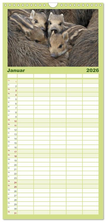 Produktbild: Familienplaner 2026 - Schweinkram - Die Wildschweine sind los mit 5 Spalten (Wandkalender, 21 x 45 cm) CALVENDO