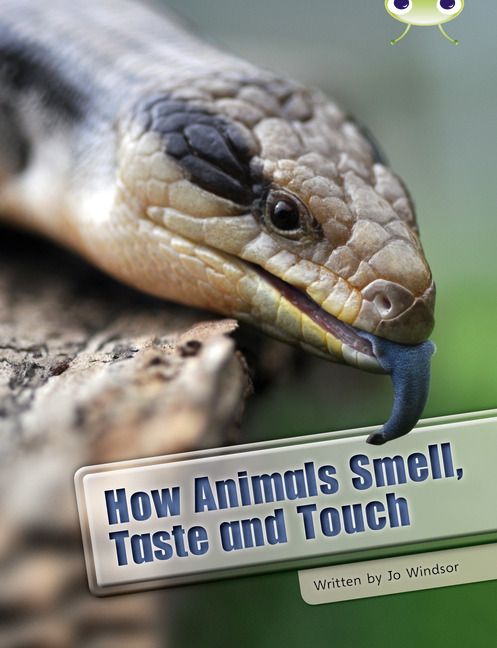 Produktbild: Bug Club Independent Non Fiction Year Two White A How Animals Smell, Taste and Touch