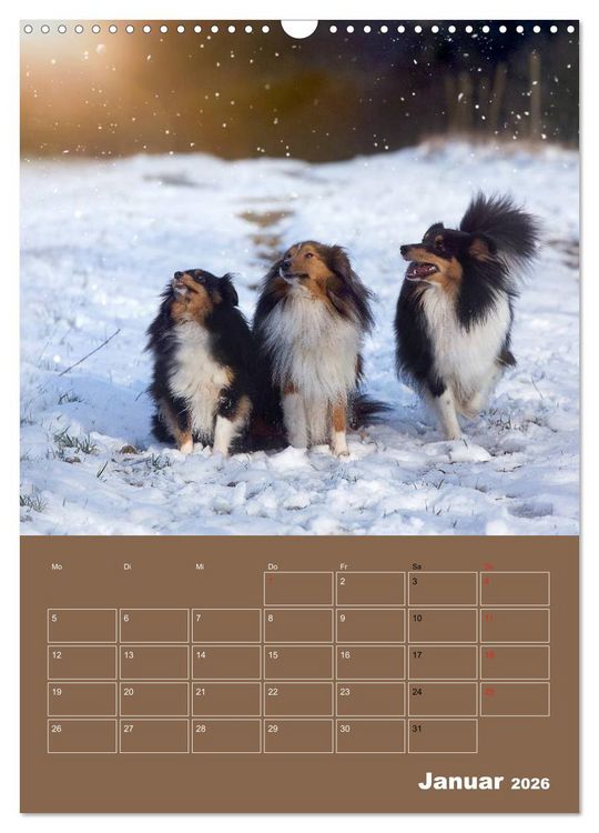 Produktbild: SHELTIES Herzensbrecher auf 4 Pfoten (Wandkalender 2026 DIN A3 hoch), CALVENDO Monatskalender