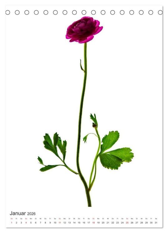 Produktbild: Blumen pur (Tischkalender 2026 DIN A5 hoch), CALVENDO Monatskalender