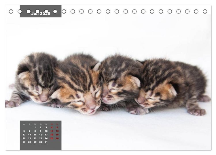 Produktbild: Bengal K&auml;tzchen (Tischkalender 2026 DIN A5 quer), CALVENDO Monatskalender