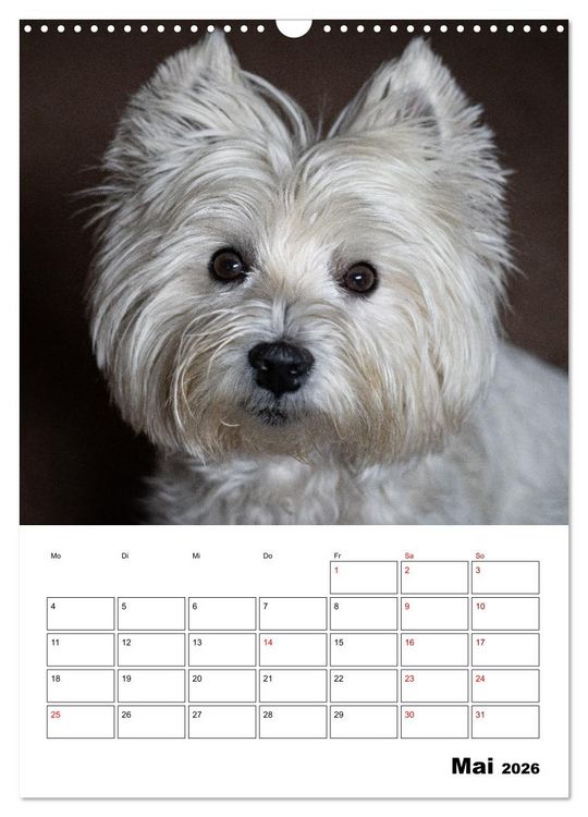 Produktbild: West Highland White Terrier - Herzensbrecher auf vier Pfoten (Wandkalender 2026 DIN A3 hoch), CALVENDO Monatskalender