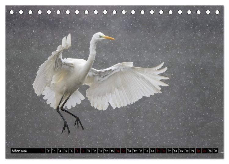 Produktbild: Eleganz in Wei&szlig; - Der Silberreiher (Tischkalender 2026 DIN A5 quer), CALVENDO Monatskalender