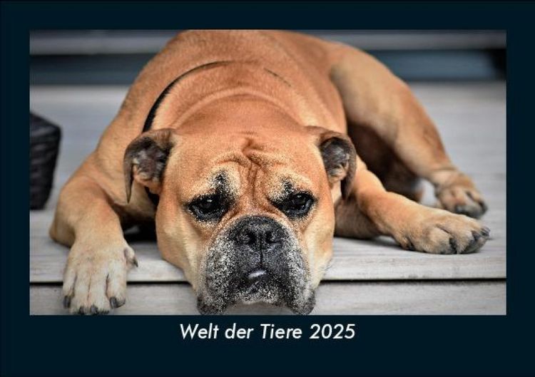 Produktbild: Welt der Tiere 2025 Fotokalender DIN A5