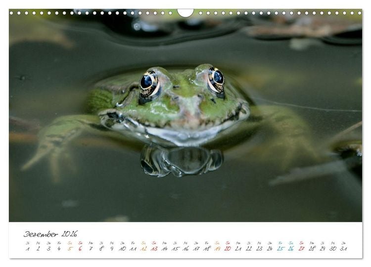 Produktbild: Frosch Karl, Hans und Max im Einklang der Natur (Wandkalender 2026 DIN A3 quer), CALVENDO Monatskalender