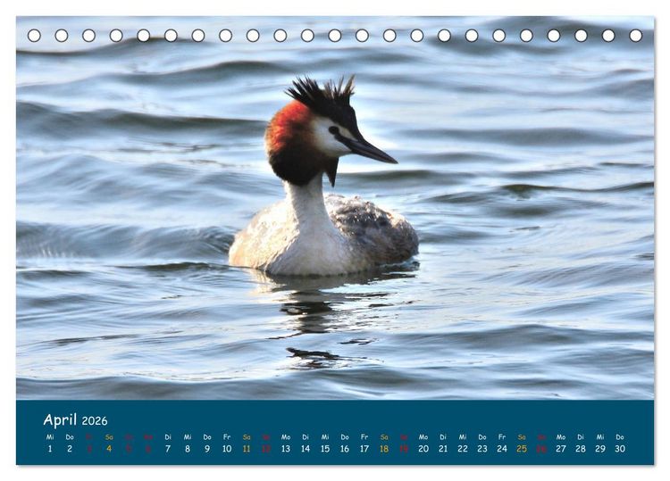 Produktbild: Naturschutzgebiet W&uuml;mme (Tischkalender 2026 DIN A5 quer), CALVENDO Monatskalender