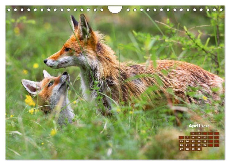 Produktbild: Tiere in freier Wildbahn by VogtArt (Wandkalender 2026 DIN A4 quer), CALVENDO Monatskalender
