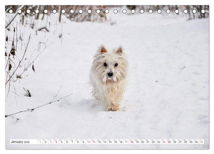 Produktbild: West Highland White Terrier - Your charming companion (Desk Calendar 2026 DIN A5 landscape), CALVENDO 12 Month DeskCalendar