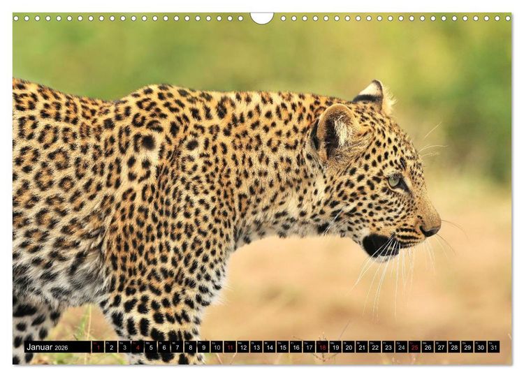 Produktbild: Faszination Afrika: Der Leopard (Wandkalender 2026 DIN A3 quer), CALVENDO Monatskalender