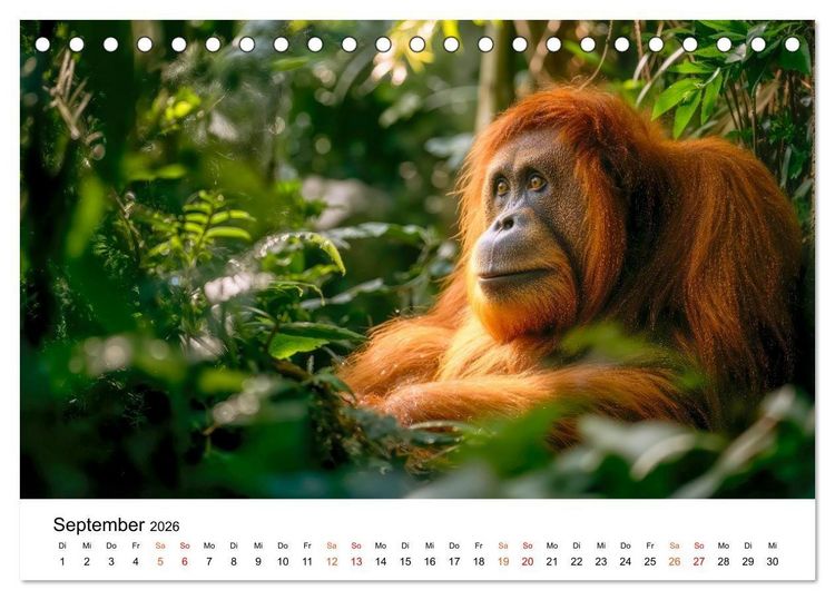 Produktbild: Orang Utans - Leben in den Baumkronen (Tischkalender 2026 DIN A5 quer), CALVENDO Monatskalender
