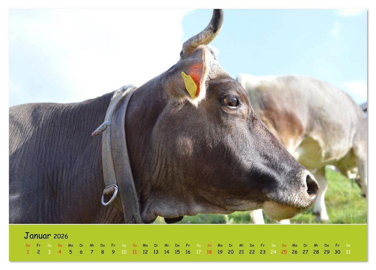 Produktbild: K&uuml;he - Sch&ouml;nheiten der Alpen (Wandkalender 2026 DIN A3 quer), CALVENDO Monatskalender