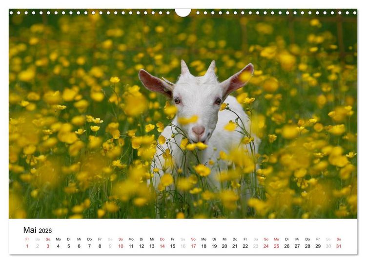 Produktbild: Bunte Welt des Bauernhofs (Wandkalender 2026 DIN A3 quer), CALVENDO Monatskalender