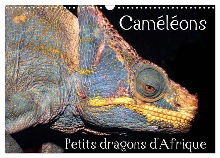 Produktbild: Cam&eacute;l&eacute;ons - Petits dragons d'Afrique. (Calendrier mural 2026 DIN A3 vertical), CALVENDO calendrier mensuel