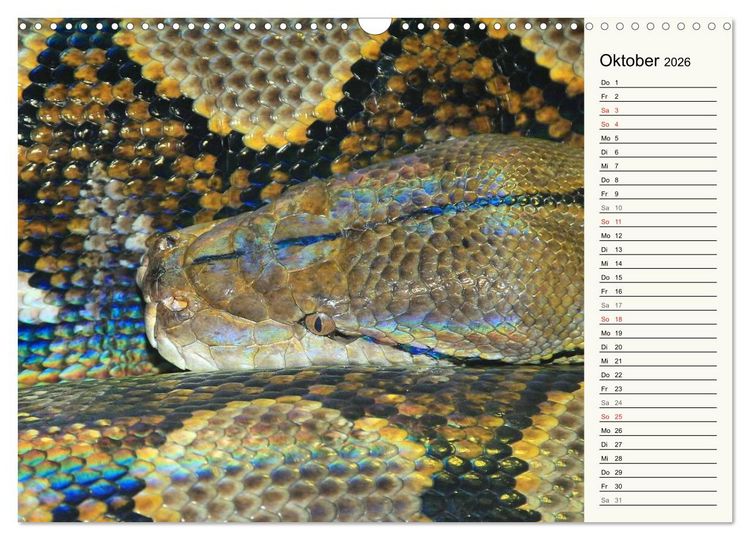 Produktbild: Gef&auml;hrliche Schlangen (Wandkalender 2026 DIN A3 quer), CALVENDO Monatskalender