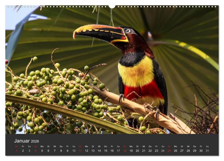 Produktbild: Wildlife Pantanal 2026 (hochwertiger Premium Wandkalender 2026 DIN A2 quer), Kunstdruck in Hochglanz