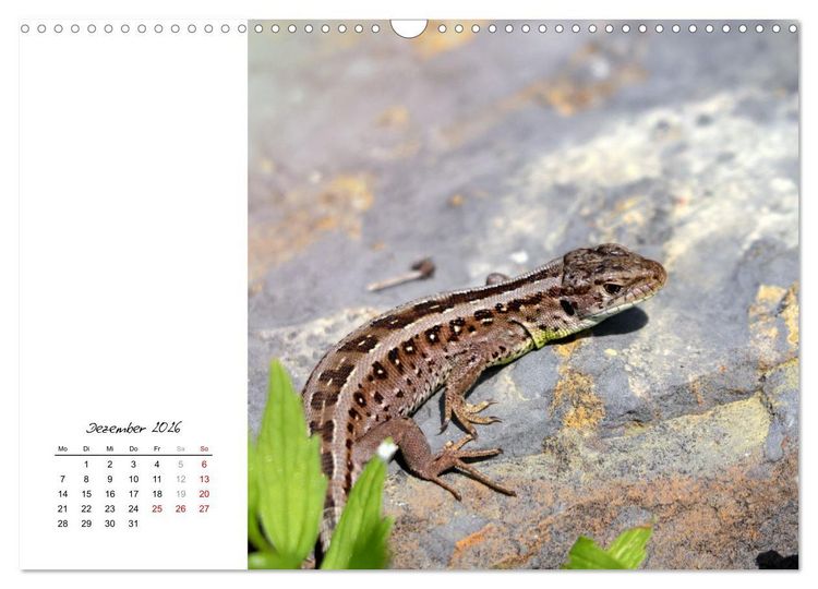 Produktbild: Eidechsen, flinke R&auml;uber (Wandkalender 2026 DIN A3 quer), CALVENDO Monatskalender
