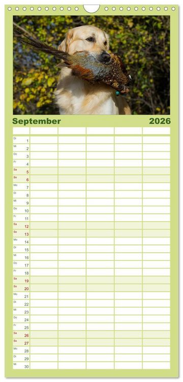 Produktbild: Familienplaner 2026 - Golden Retriever - Ein Herz auf 4 Pfoten mit 5 Spalten (Wandkalender, 21 x 45 cm) CALVENDO