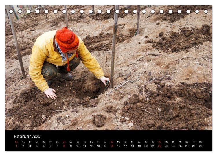 Produktbild: Das Jahr im Weinberg (Tischkalender 2026 DIN A5 quer), CALVENDO Monatskalender