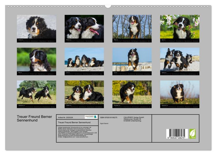 Produktbild: Treuer Freund Berner Sennenhund (hochwertiger Premium Wandkalender 2026 DIN A2 quer), Kunstdruck in Hochglanz